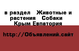  в раздел : Животные и растения » Собаки . Крым,Евпатория